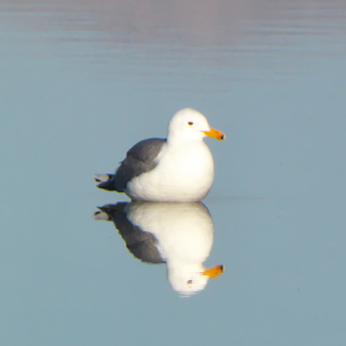 California Gull - ML435039961