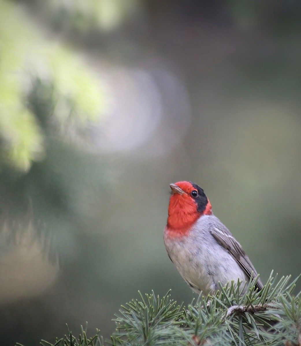 Red-faced Warbler - ML435043781