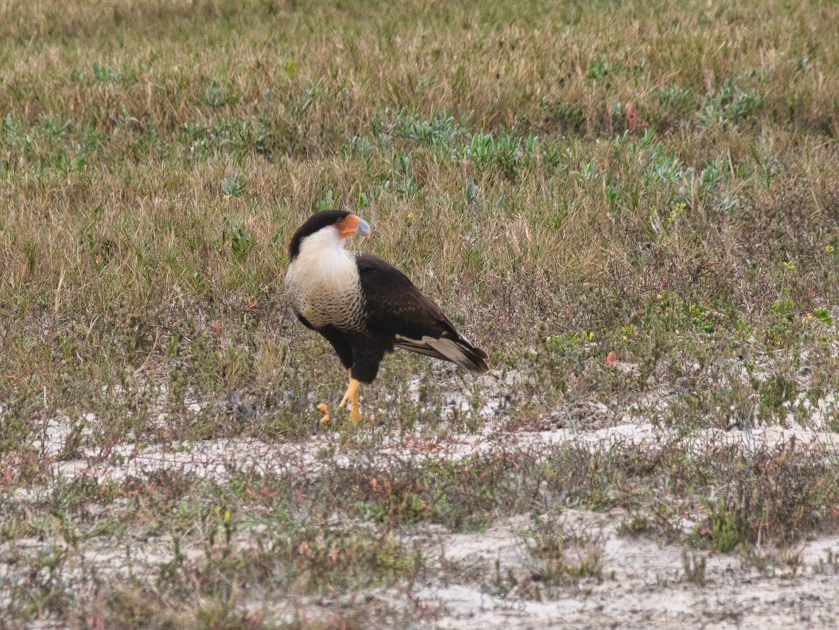 Caracara huppé (cheriway) - ML435044141