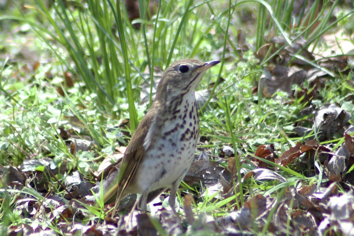 Hermit Thrush - ML435044641