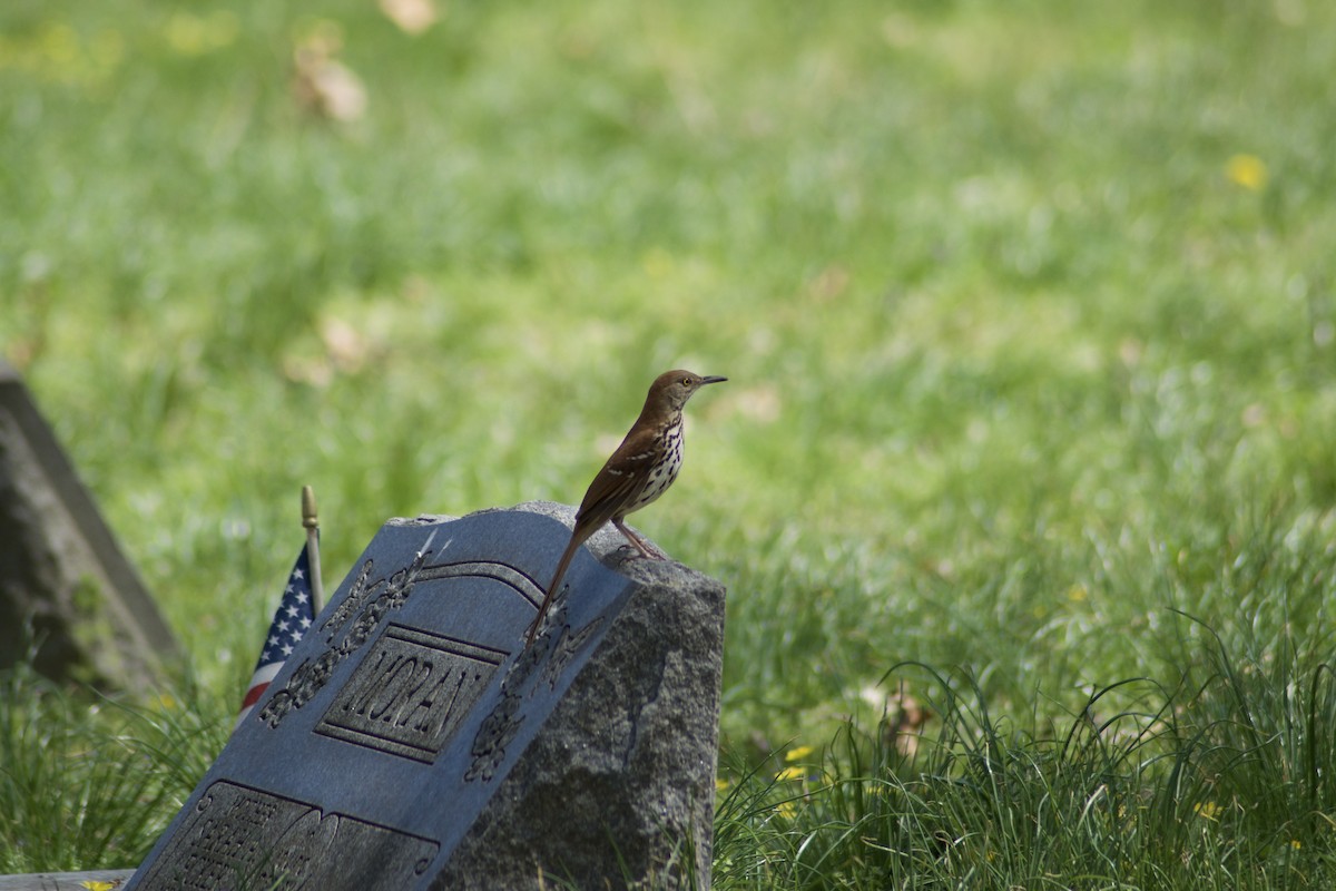 Brown Thrasher - ML435044801