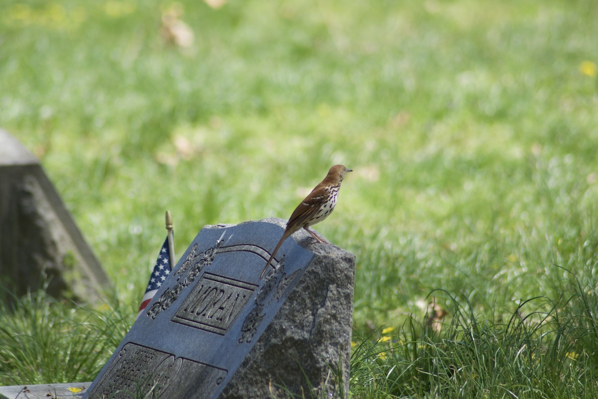 Brown Thrasher - ML435044811