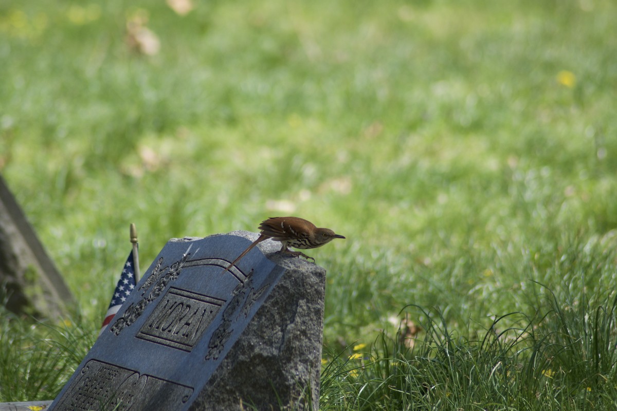 Brown Thrasher - ML435044821