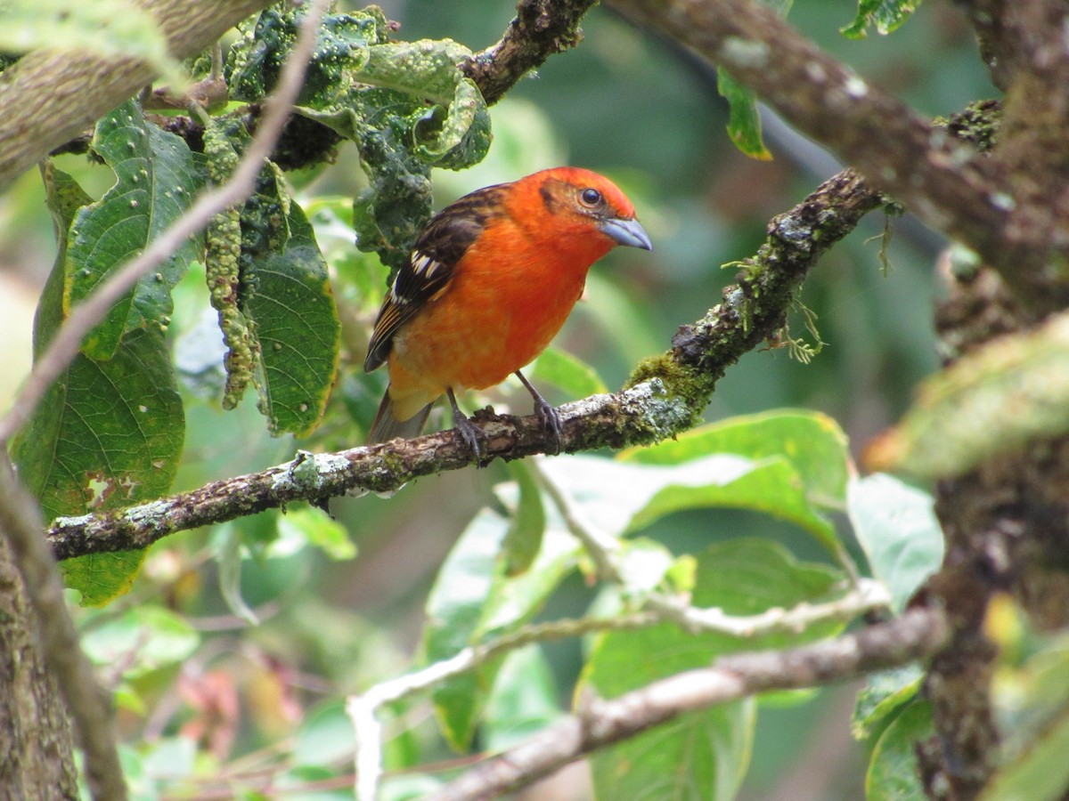 Flame-colored Tanager - ML435046231