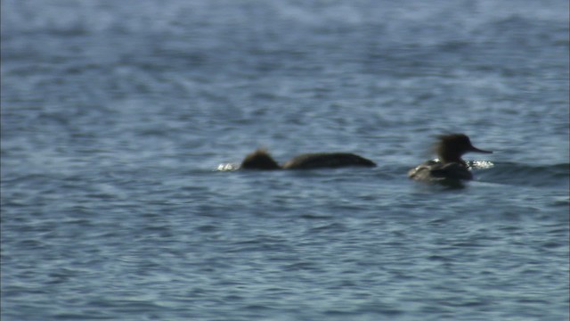 Red-breasted Merganser - ML435047