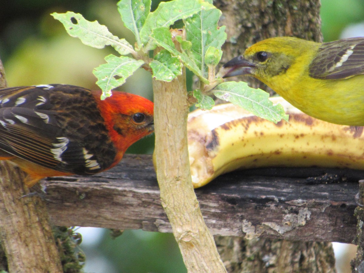 Flame-colored Tanager - ML435047661