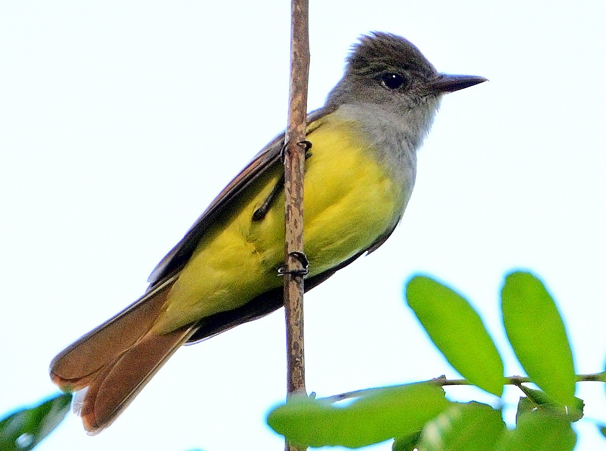 Great Crested Flycatcher - ML435047881