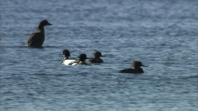 Red-breasted Merganser - ML435048