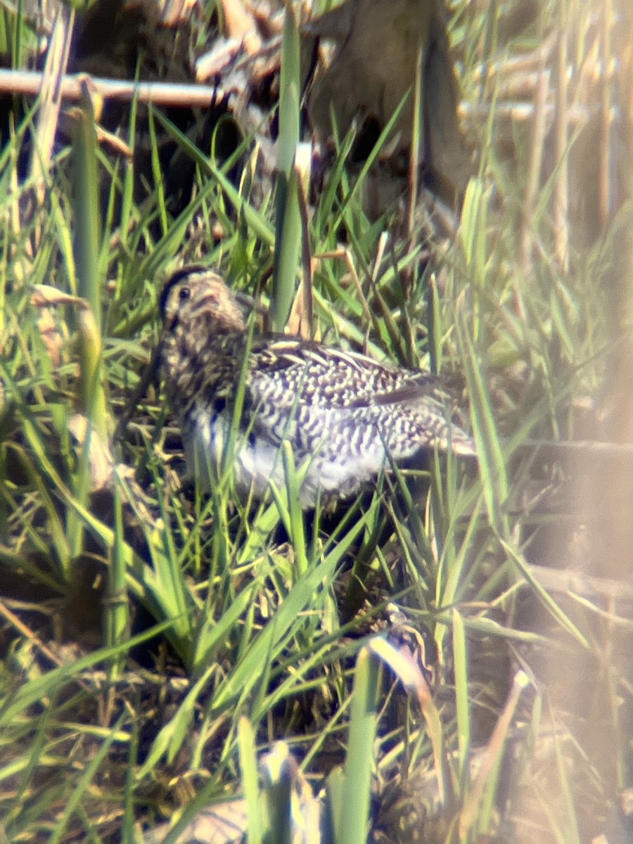 Wilson's Snipe - ML435048151