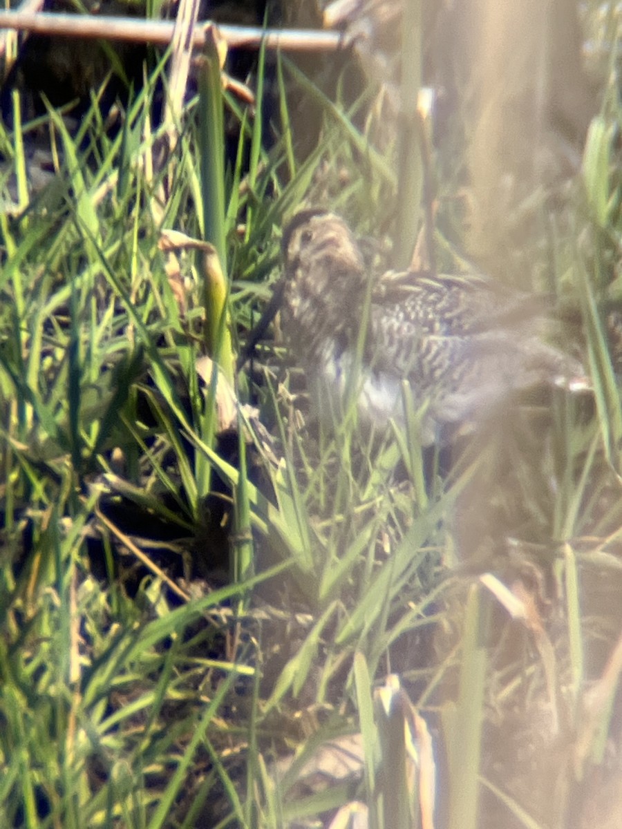 Wilson's Snipe - ML435048171