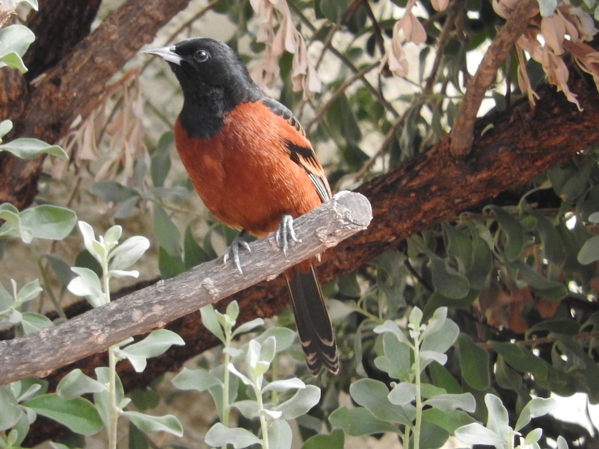 Orchard Oriole - ML43504931