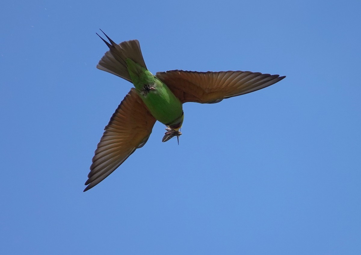 Blue-cheeked Bee-eater - ML435051581