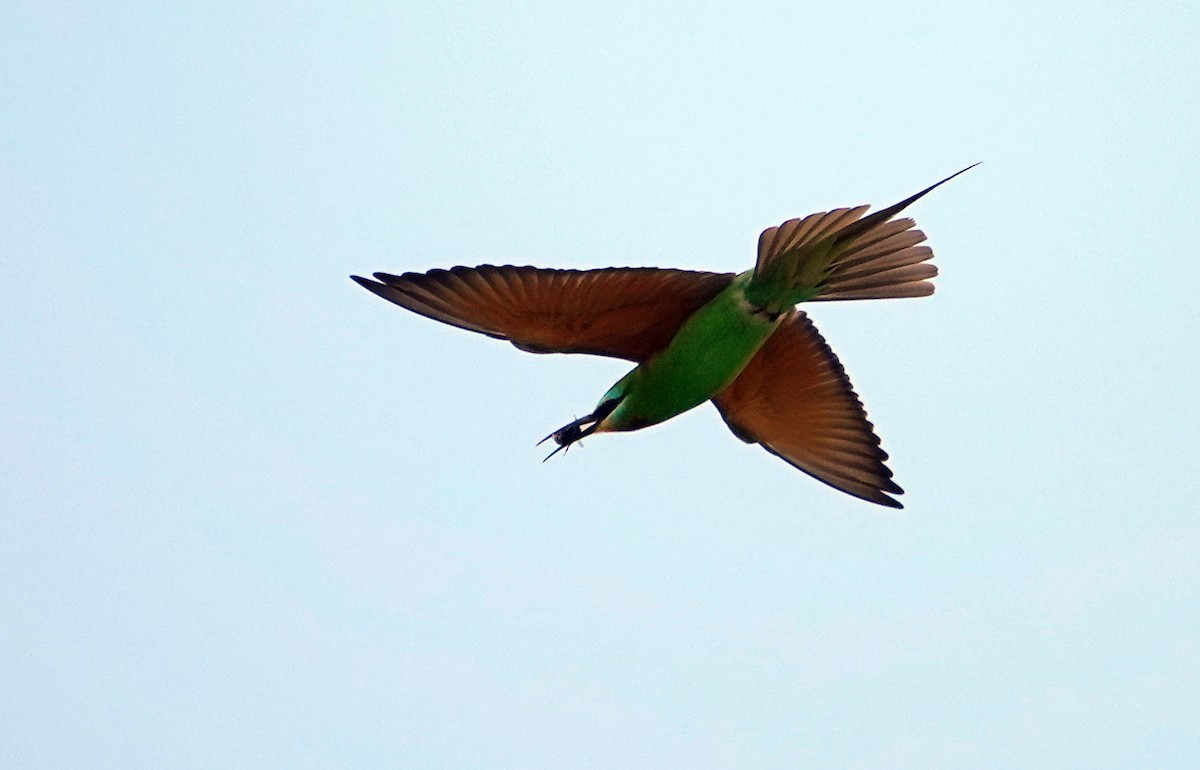 Blue-cheeked Bee-eater - ML435051751