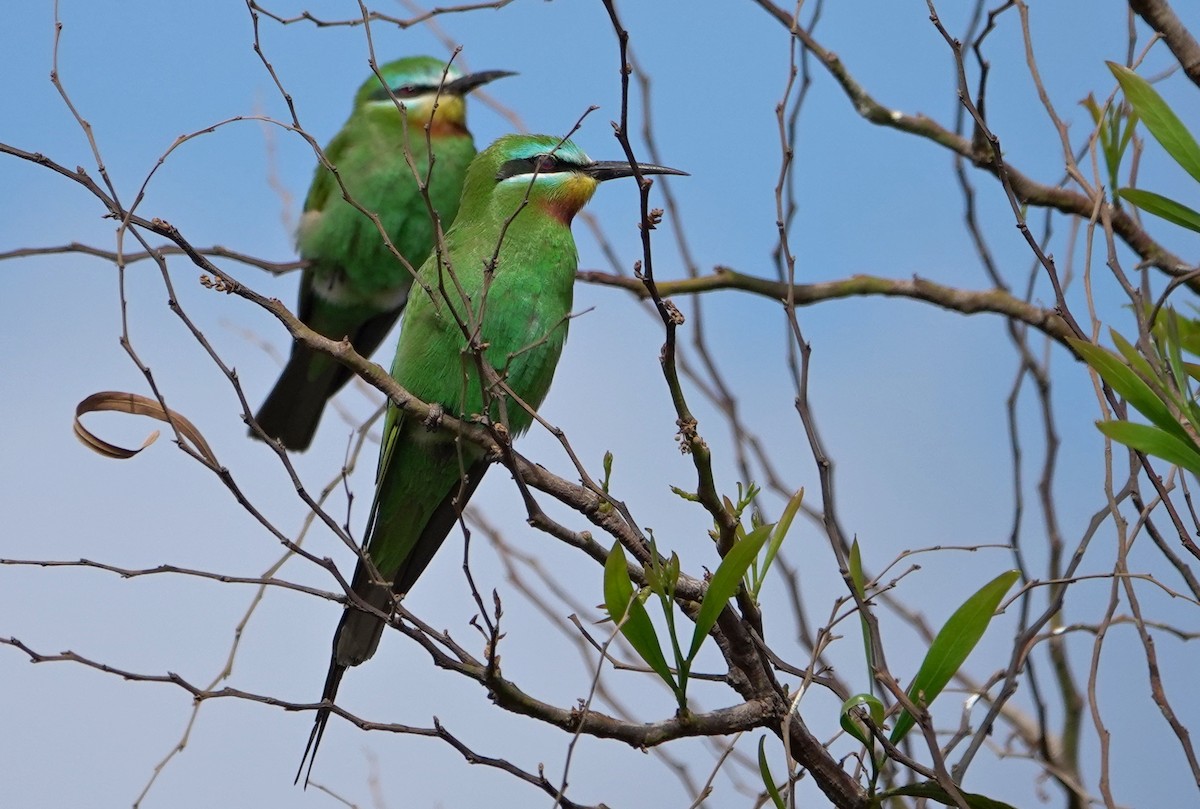 Blue-cheeked Bee-eater - ML435051871