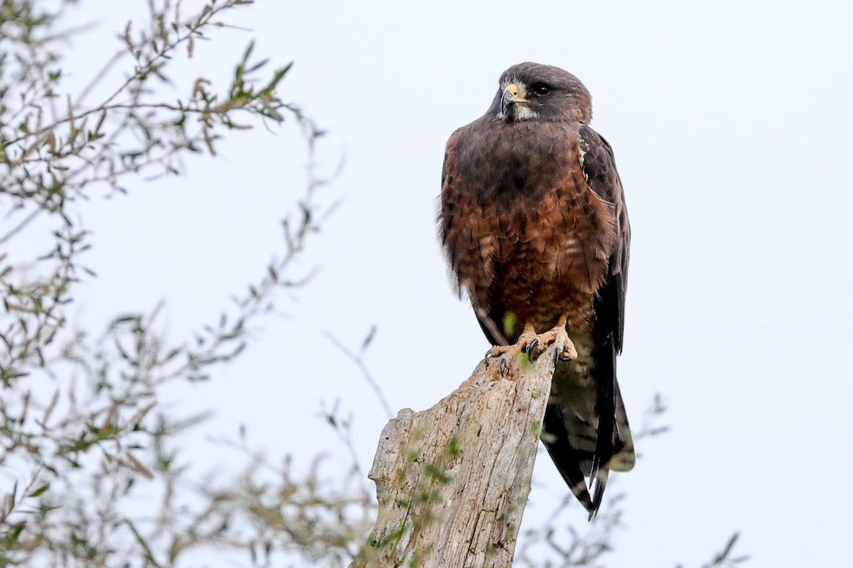 Swainson's Hawk - ML435052201