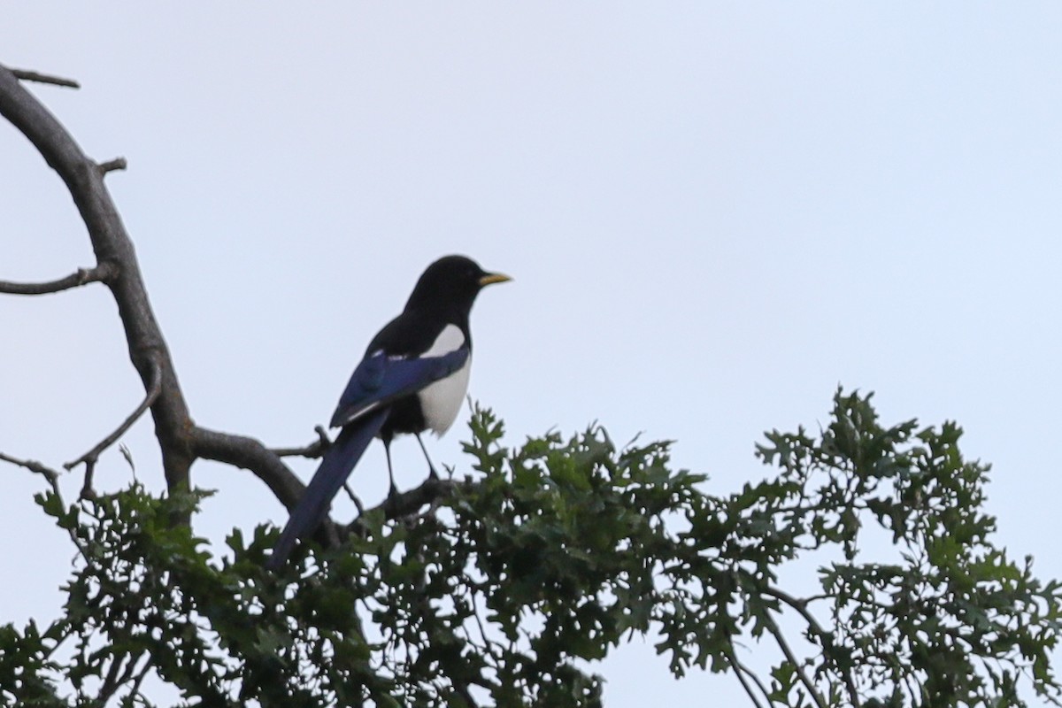 Yellow-billed Magpie - ML435052391