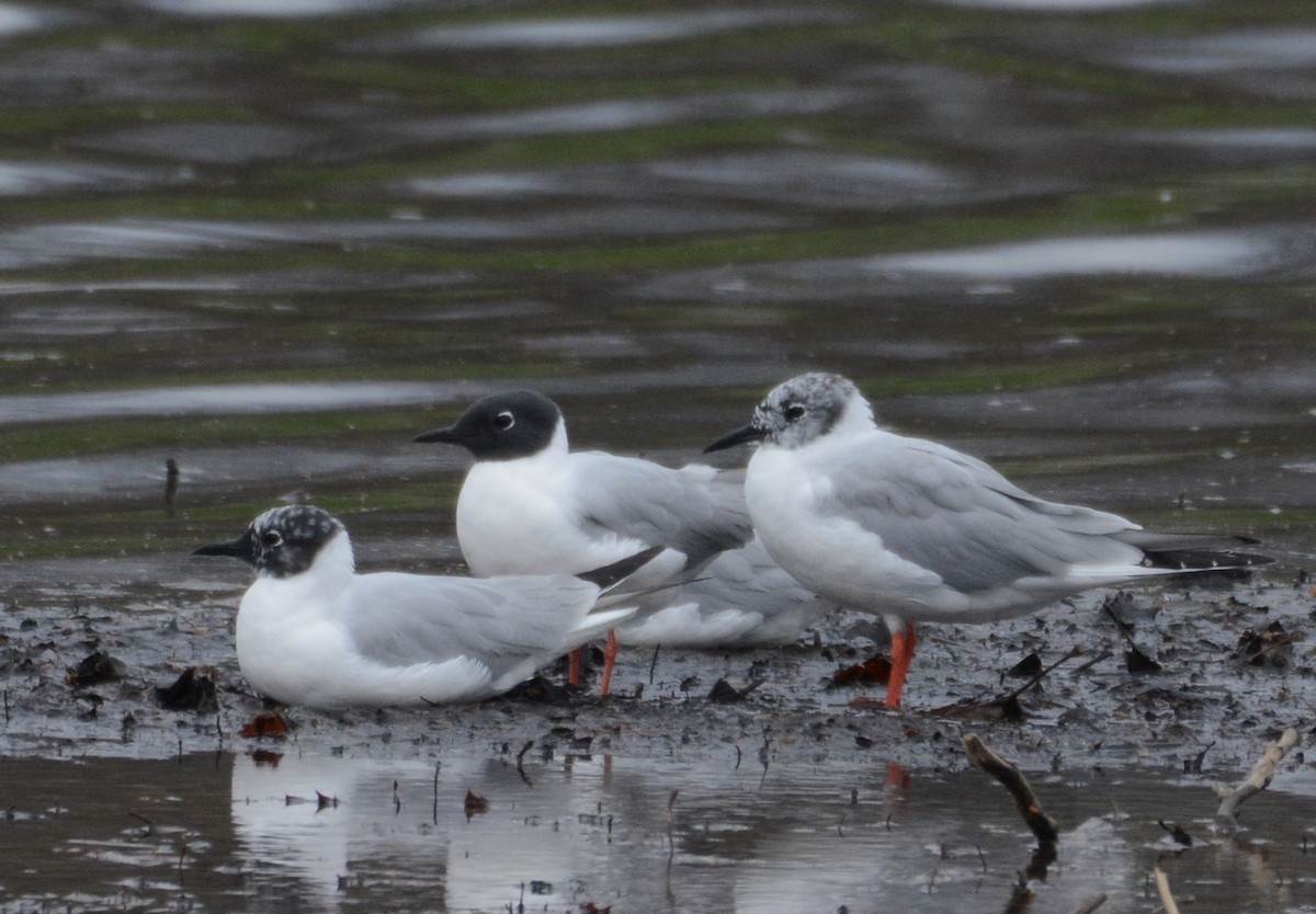 Mouette de Bonaparte - ML435055421