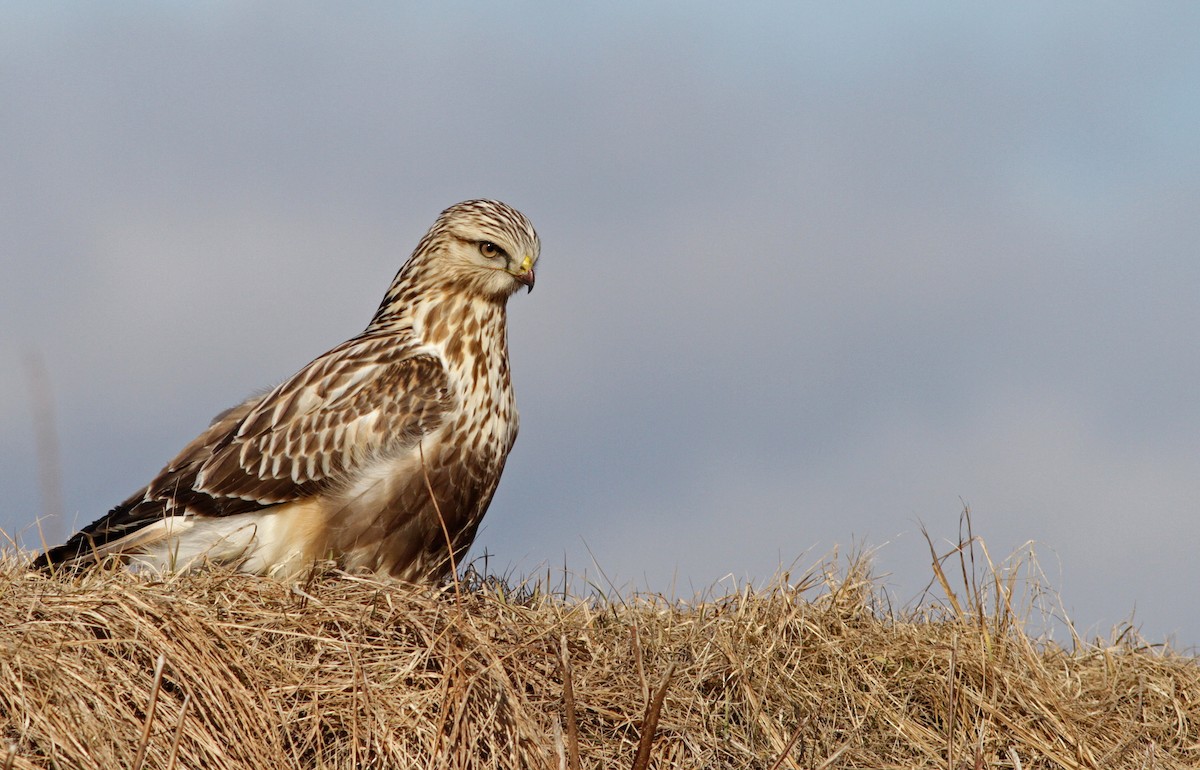 Rough-legged Hawk - ML435056751