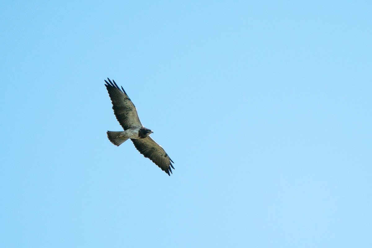 Swainson's Hawk - ML435057511