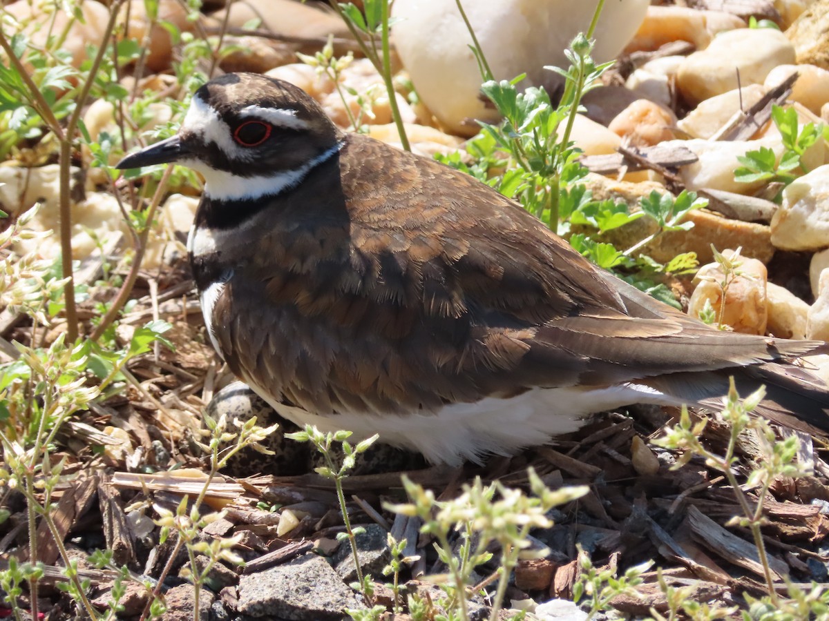 Killdeer - ML435057631