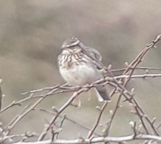Wood Lark - ML435058061