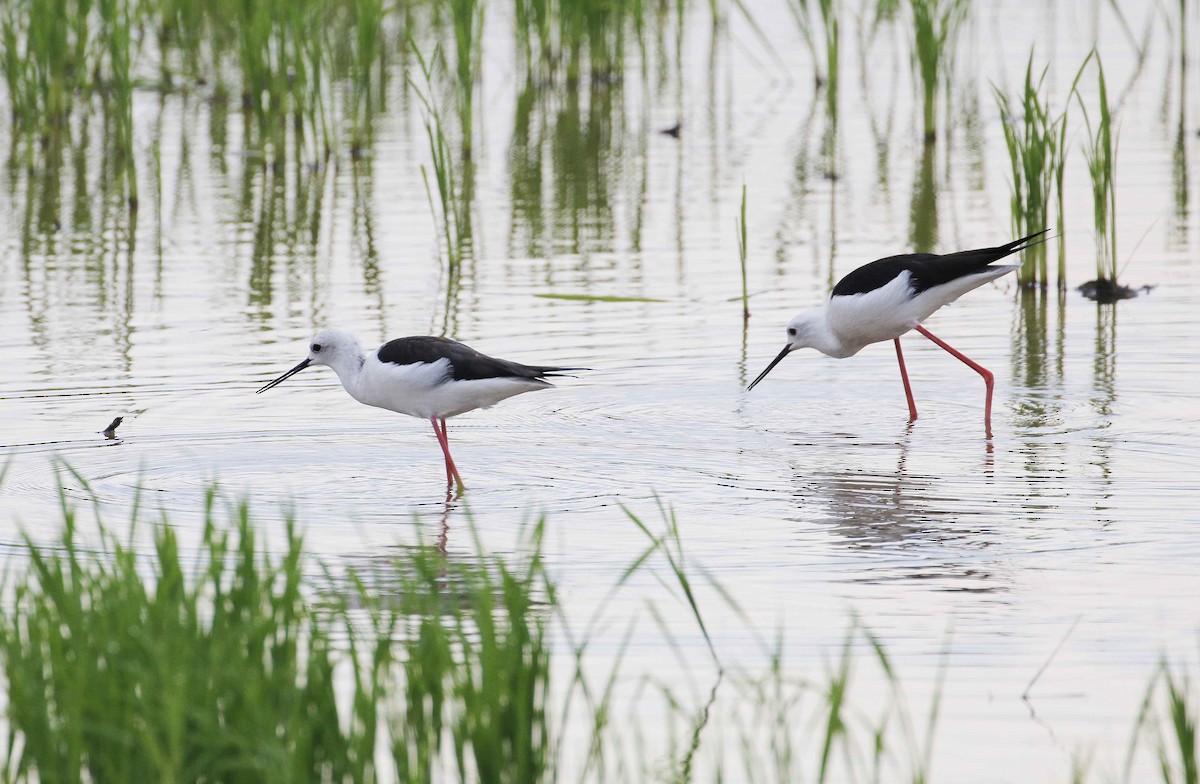 Black-winged Stilt - ML43505811