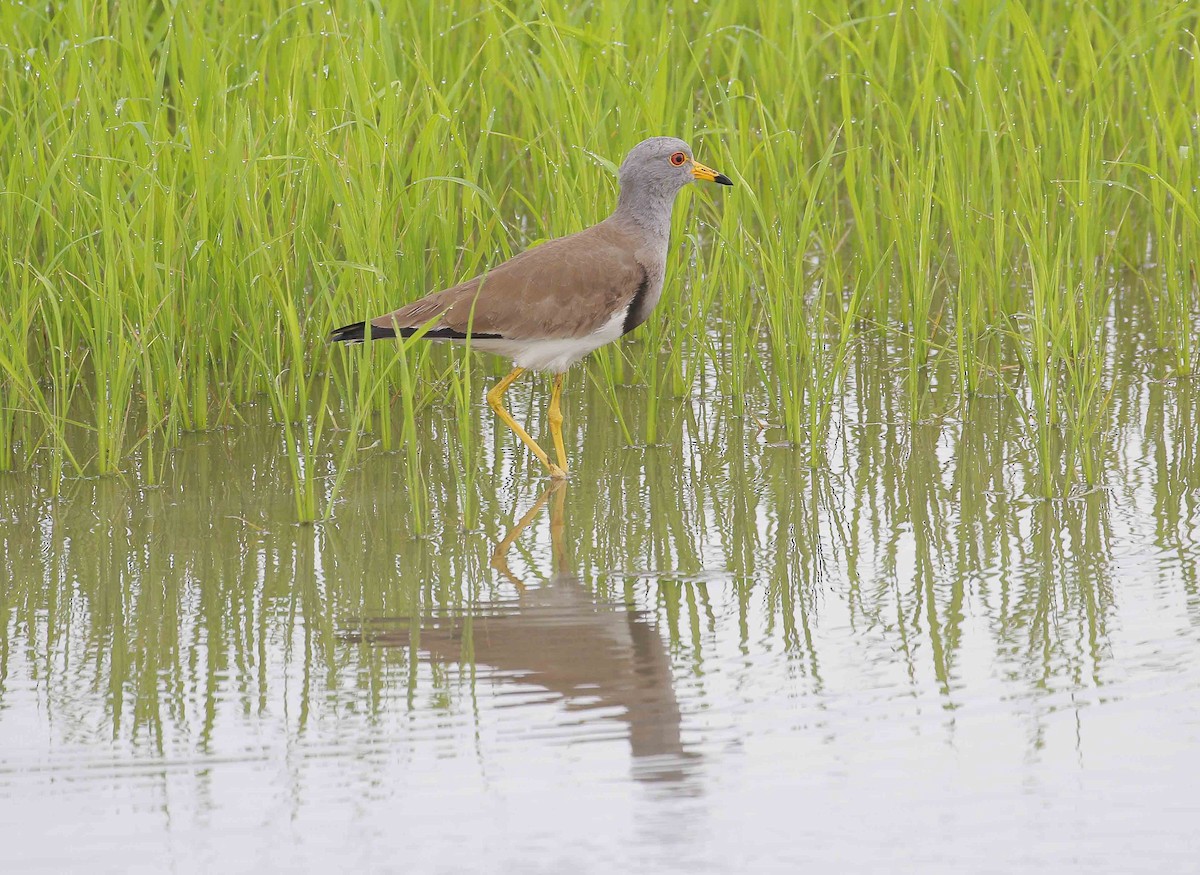 Gray-headed Lapwing - ML43505901