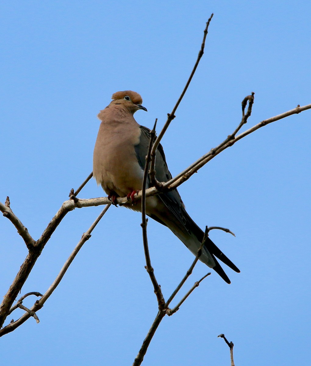 Mourning Dove - ML435059531