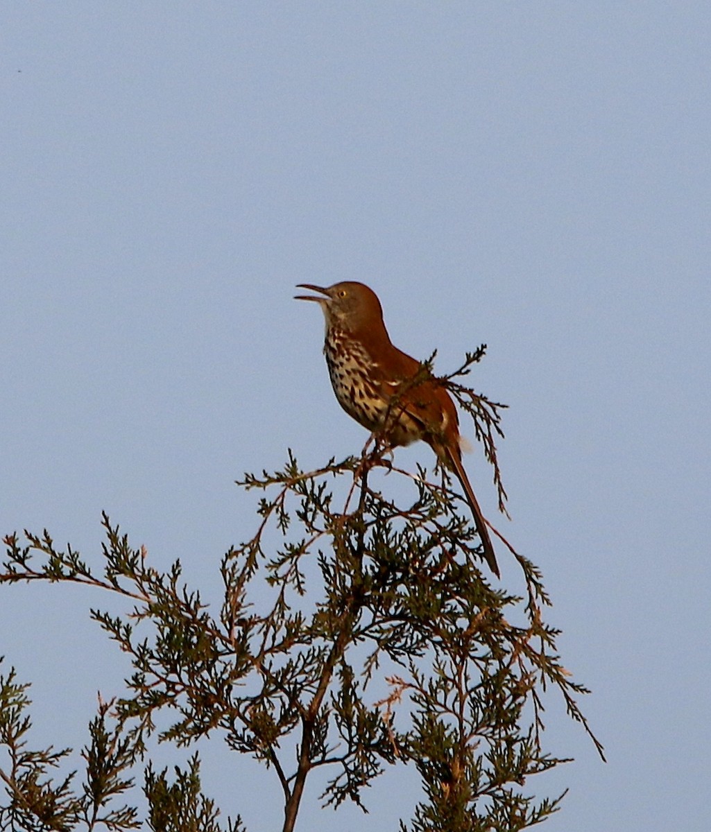 Brown Thrasher - ML435059691
