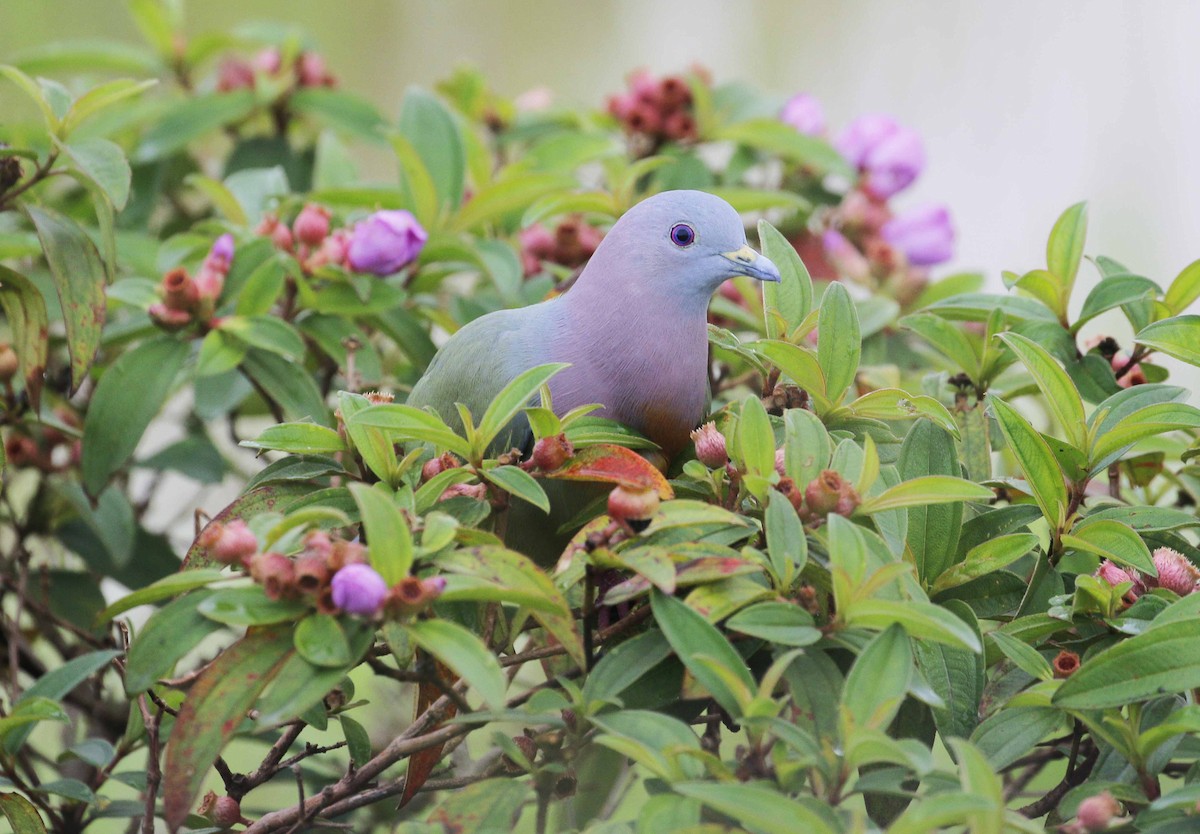 Pink-necked Green-Pigeon - ML43505981