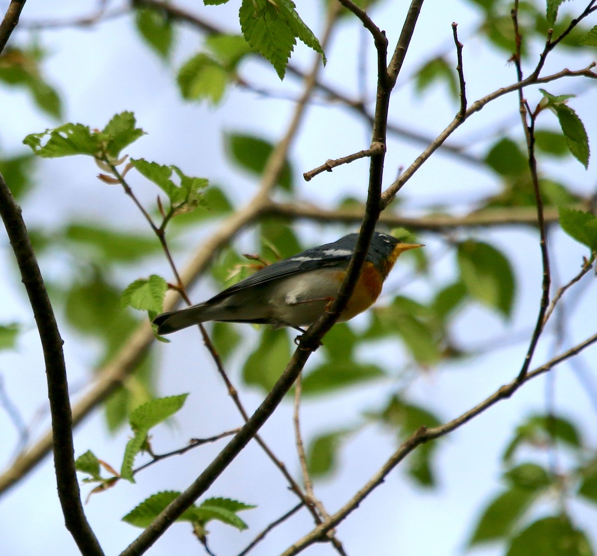 Northern Parula - ML435059831