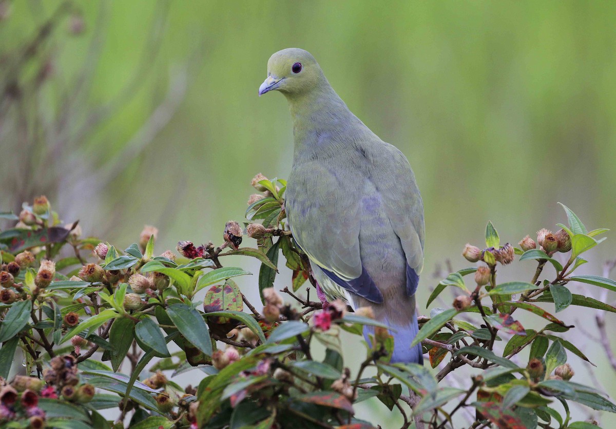 Pink-necked Green-Pigeon - ML43506001