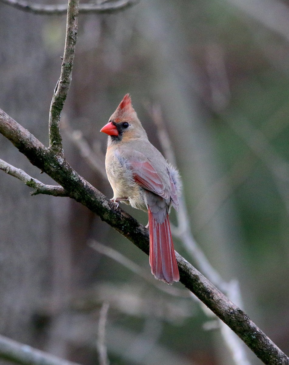 Northern Cardinal - ML435060011