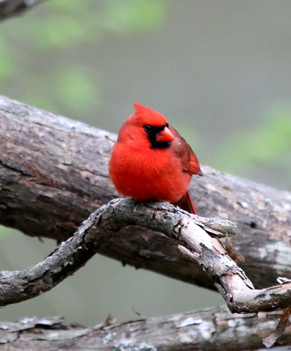 Northern Cardinal - Lori White