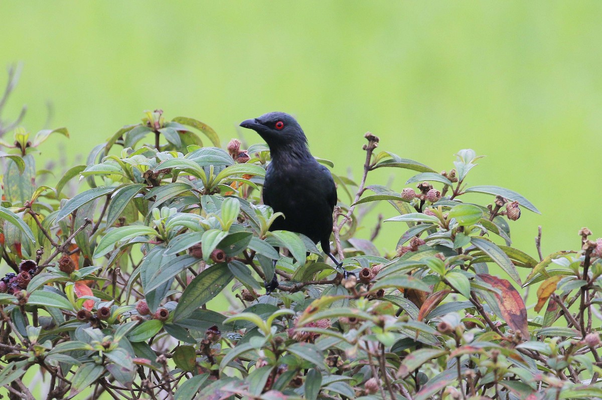 Asian Glossy Starling - ML43506091