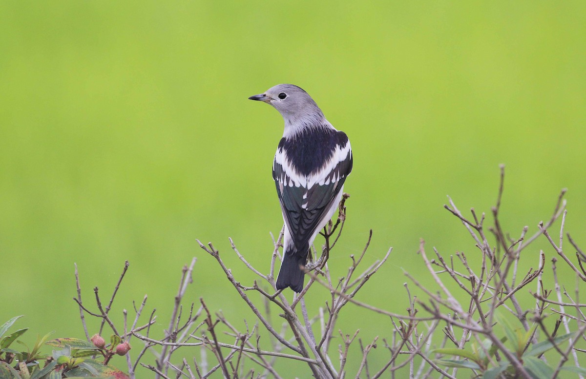 Daurian Starling - Neoh Hor Kee