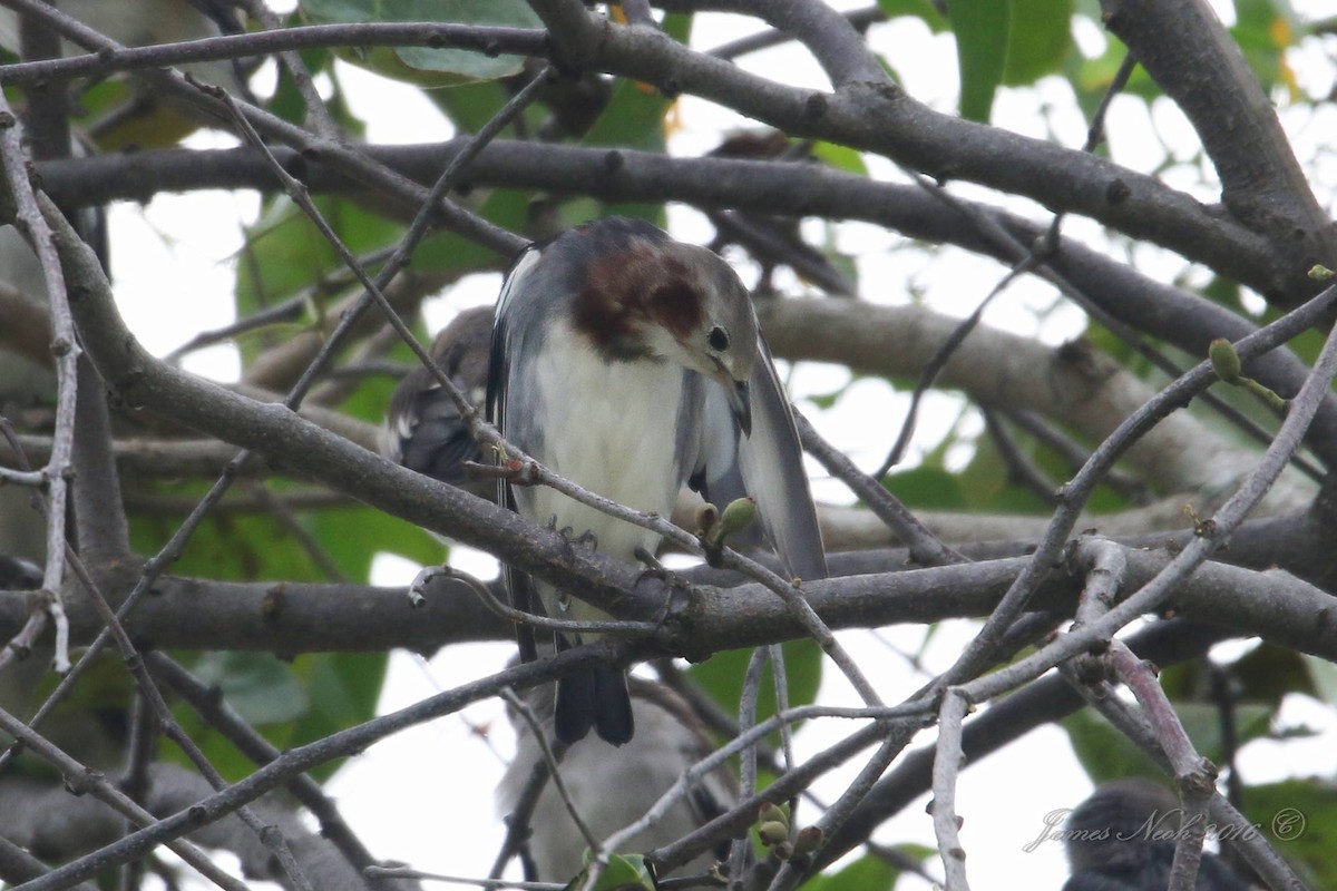 Chestnut-cheeked Starling - ML43506181