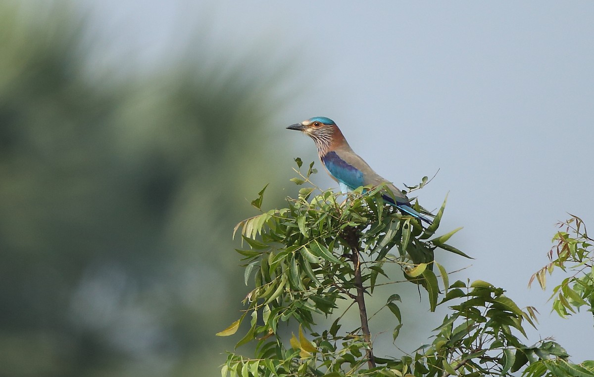 Indian Roller - ML43506271