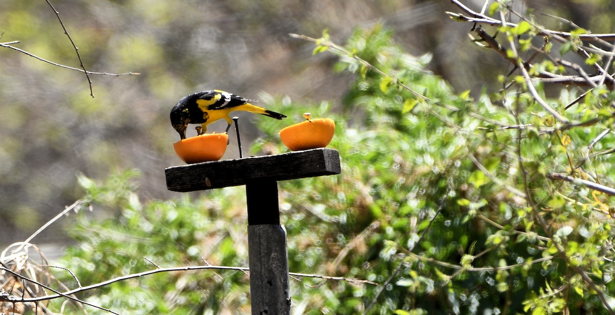 Oriole jaune-verdâtre - ML435064721