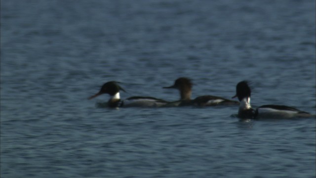 Red-breasted Merganser - ML435065