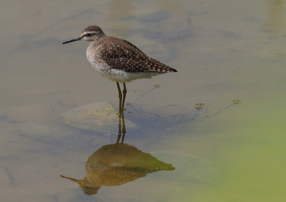 Wood Sandpiper - ML435065021