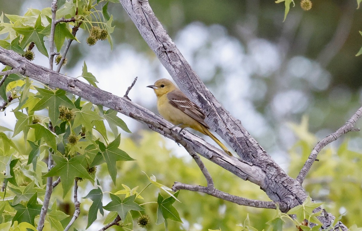 Hooded Oriole - ML435065881