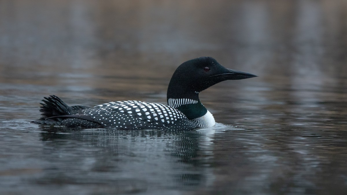 Common Loon - Ed McGinty