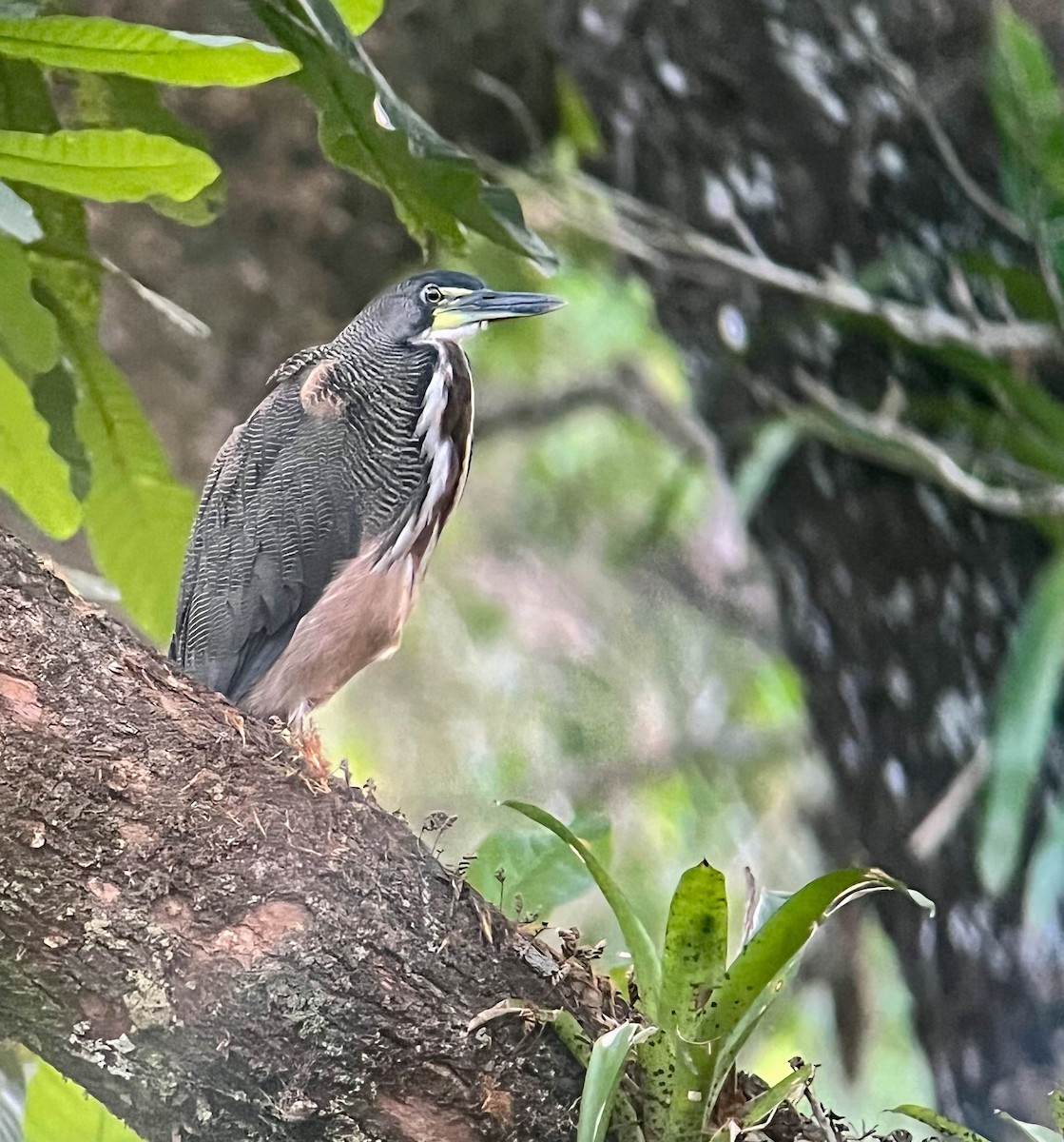 Fasciated Tiger-Heron - ML435068281