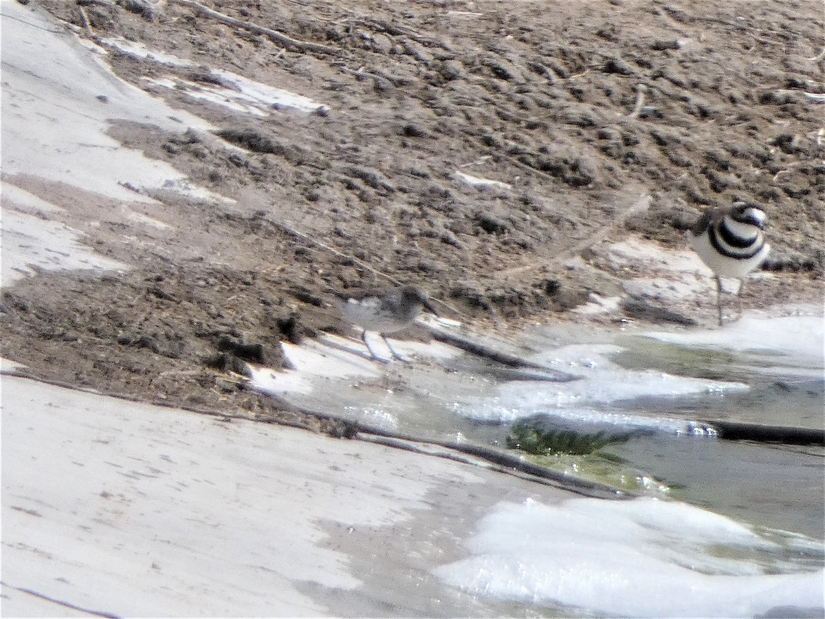 Western Sandpiper - ML435068401