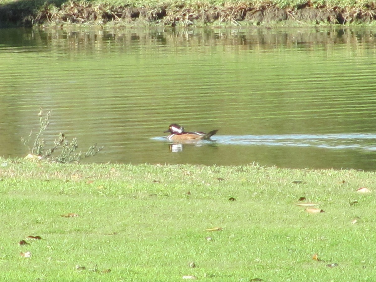 Hooded Merganser - Cris Whetstone