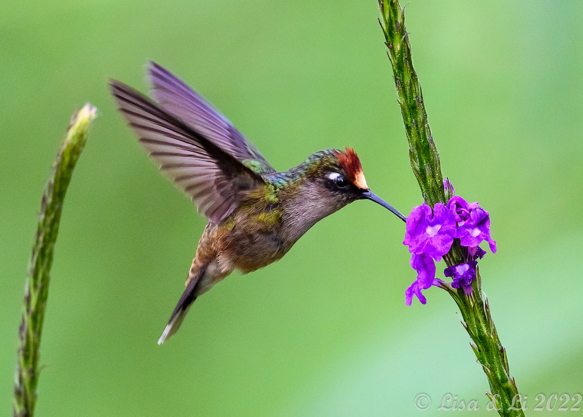 Tolima Blossomcrown - ML435070881