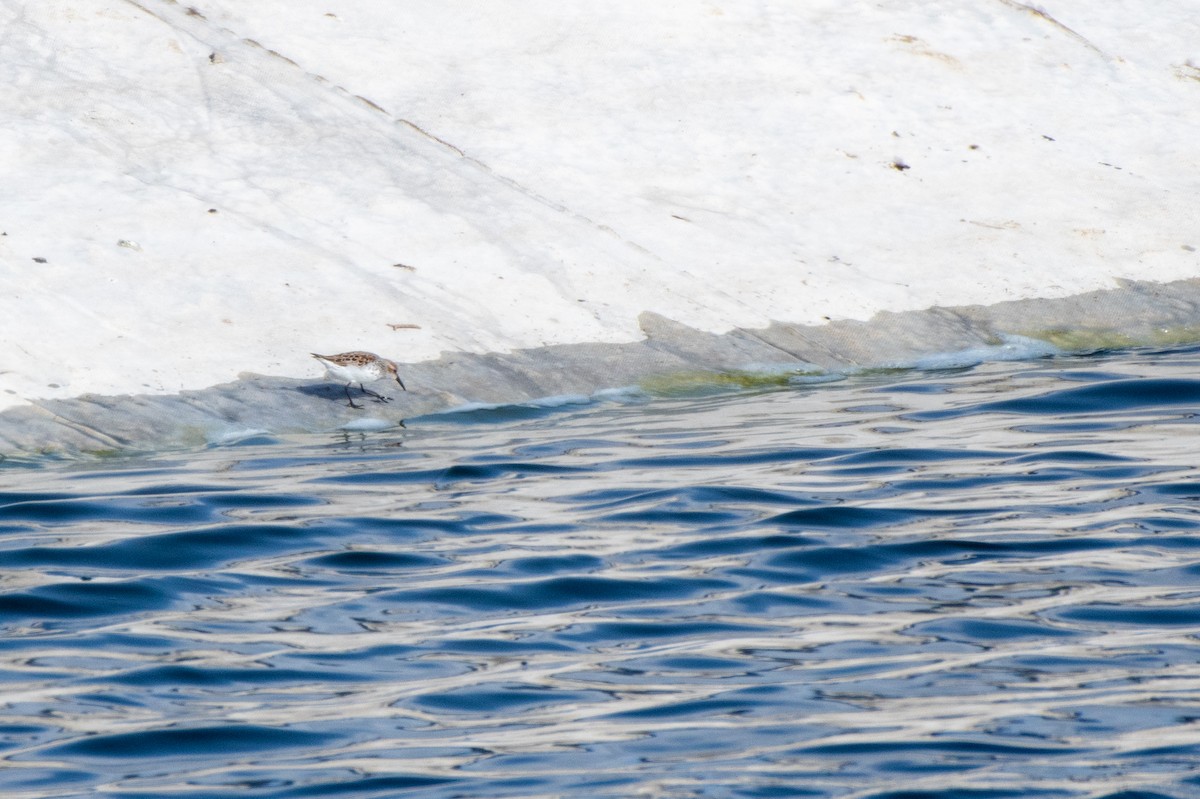 Western Sandpiper - ML435071601