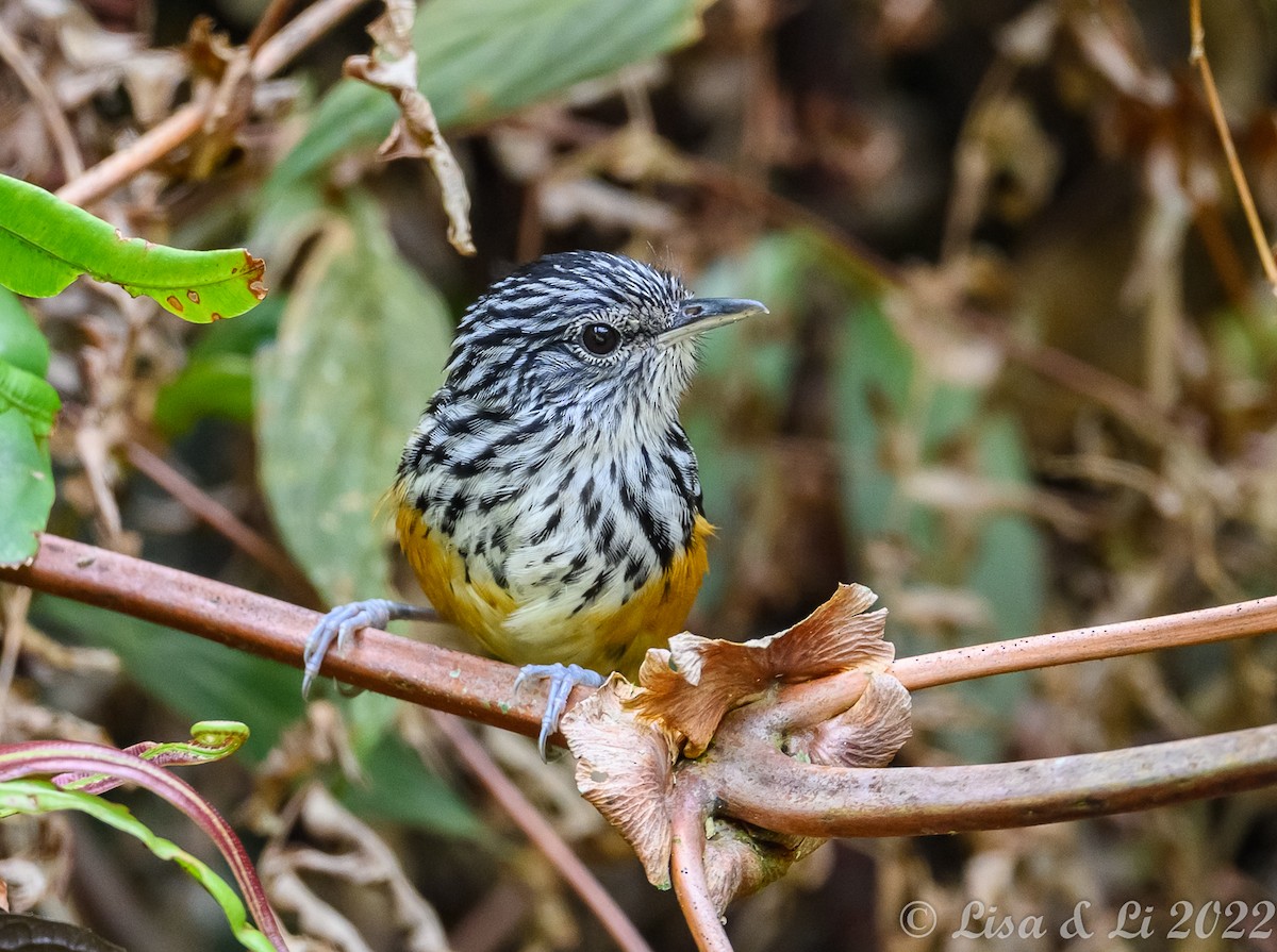 East Andean Antbird - ML435072391