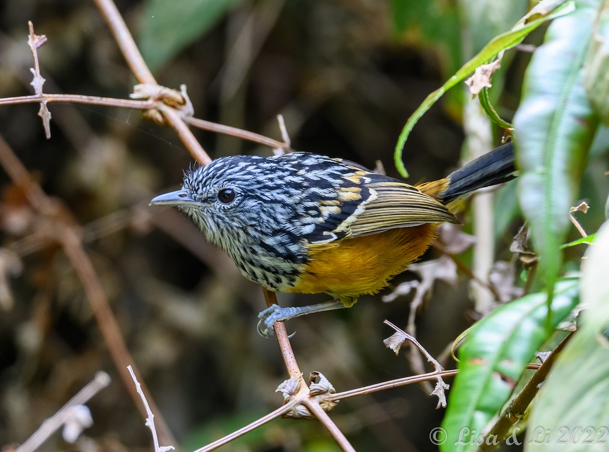 East Andean Antbird - ML435072431